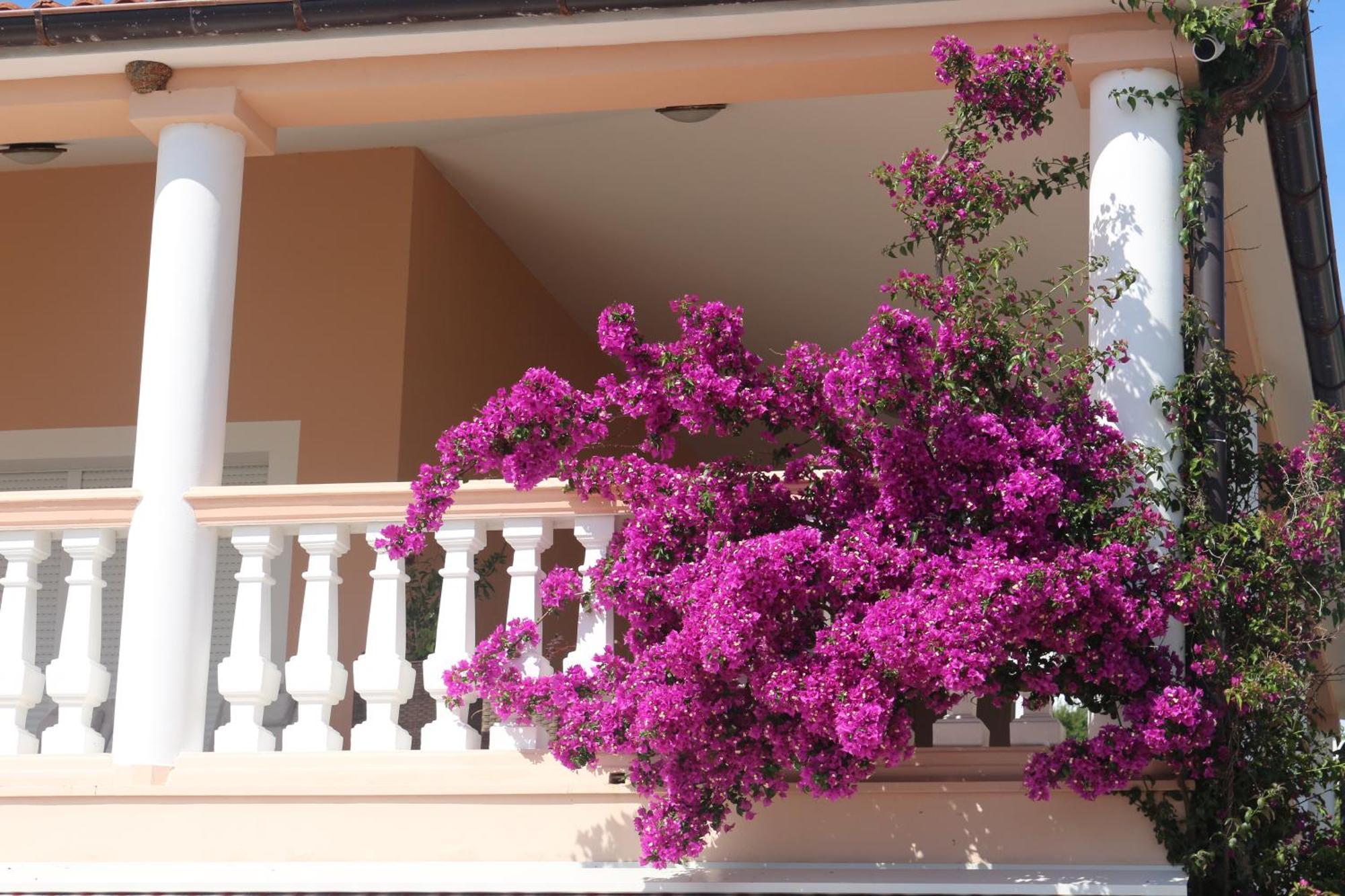 Olive House Apartment Simuni Luaran gambar
